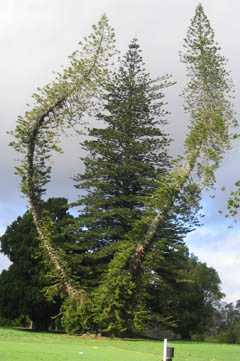 victory pine 6th mt denby 